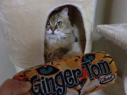 口コミ：【モニプラ モニター】『ジンジャー・トム＜２種＞』と一緒に、猫たち登場！！の画像（10枚目）