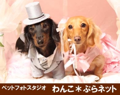 ペットフォトスタジオ わんこ*ぷらネット