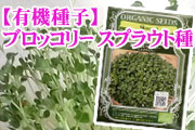 【有機種子】スプラウト種「ブロッコリー」3.0ｇ