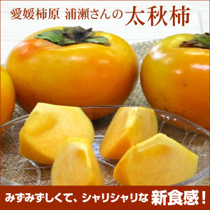 愛媛柿原・浦瀬さんの太秋柿