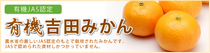 愛媛 吉田みかんの産直店 なかい