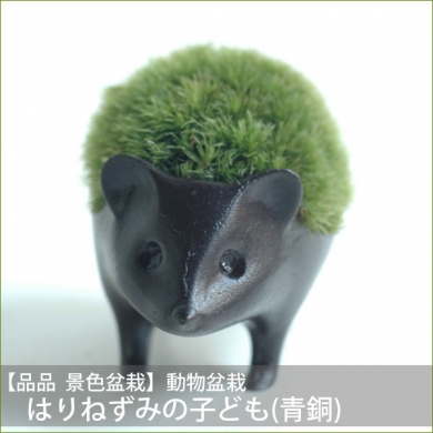 ご購入はこちらから青山ガーデン「モダン盆栽 はりねずみの子ども(青銅)」