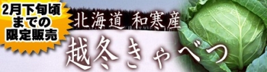 もう普通のキャベツには戻れない！厳冬を乗り越えた本物のキャベツ