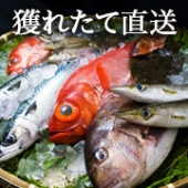 〜三崎直送〜選べる鮮魚詰め合わせセット