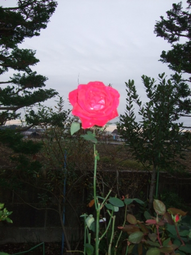 庭に咲いてた一輪の紅バラの画像（1枚目）