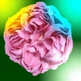「美しいバラ」の画像（1枚目）