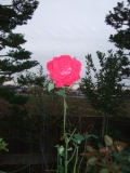 「庭に咲いてた一輪の紅バラ」の画像（1枚目）