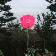 庭に咲いてた一輪の紅バラ