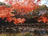 「やのはら湿原の秋」の画像（1枚目）