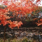 やのはら湿原の秋