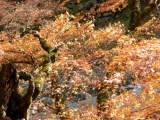 「奥多摩の日原鍾乳洞付近の紅葉です♪」の画像（1枚目）