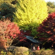 本土寺の秋