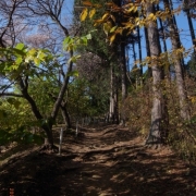 秋の山道（埼玉県・宝登山）