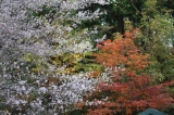 「四季桜ともみじのコラボ」の画像（1枚目）