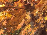 「目で見る秋」の画像（1枚目）