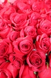 「情熱的な赤いバラ」の画像（1枚目）