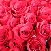 情熱的な赤いバラ