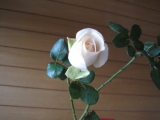 「庭のバラ」の画像（1枚目）