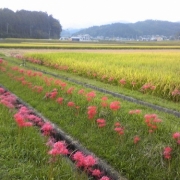 彼岸花と稲穂2