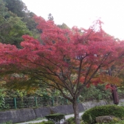 土師ダムの紅葉。