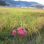 彼岸花と稲穂。