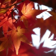 「ご近所で紅葉狩り」秋を感じたエピソード＆秋フォト大募集　～みなさんが見つけた秋、教えてください！～の投稿画像