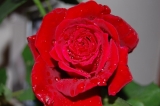 「わが家の赤いバラ」の画像（1枚目）