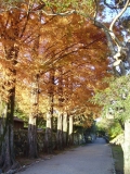 青い秋の路