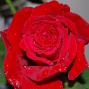 「わが家の赤いバラ」【ＮＯ-ＭＵ-ＢＡ-ＲＡ】ブログ無しでも素敵バラ画像投稿でTSUYABARA体験の投稿画像