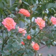 「薔薇のある生活」【ＮＯ-ＭＵ-ＢＡ-ＲＡ】ブログ無しでも素敵バラ画像投稿でTSUYABARA体験の投稿画像