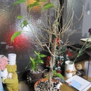 「どうしたのベンジャミナ」かわいそうな植木を見せてくれませんか？～ドイツ製、魔法の植木鉢モニター大募集～の投稿画像