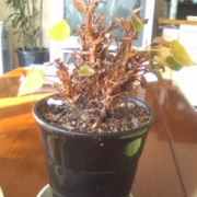 「アンスリウム」かわいそうな植木を見せてくれませんか？～ドイツ製、魔法の植木鉢モニター大募集～の投稿画像