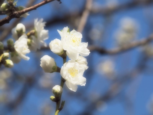 白い花桃の画像（1枚目）