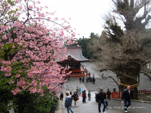 大銀杏と桜と結婚式の画像（1枚目）
