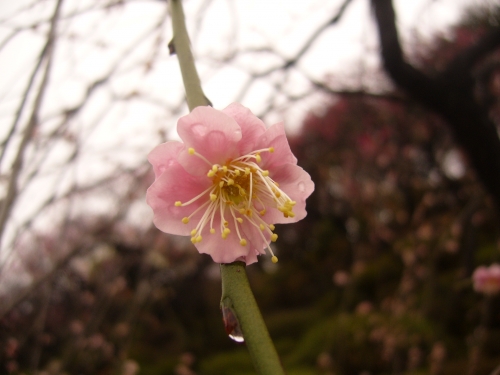雨に濡れた梅の花の画像（1枚目）
