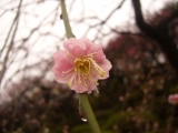 雨に濡れた梅の花
