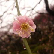 雨に濡れた梅の花