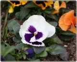「春を感じるお庭のお花」の画像