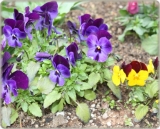 春を感じるお庭のお花の画像（1枚目）