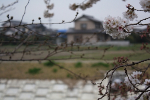 桜の花が異常ですの画像（1枚目）