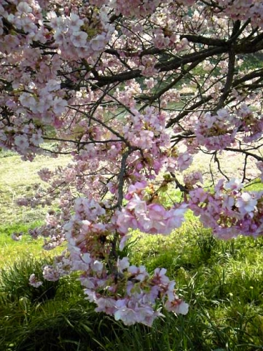 静岡では2月に桜が開花!の画像（1枚目）