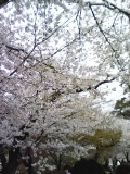 「☆春☆」の画像
