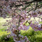 静岡では2月に桜が開花!