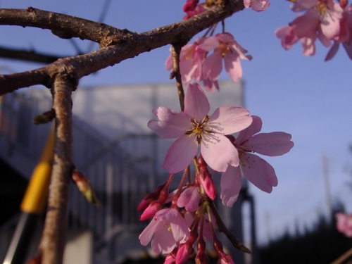 しだれ桜の画像（1枚目）