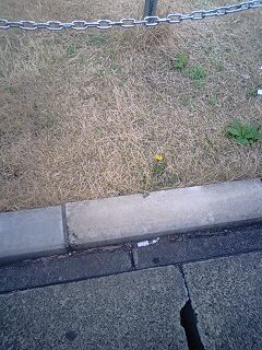 今年最初に見つけたタンポポの花。小さいけれど、咲いてます。の画像（1枚目）