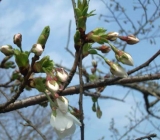 咲かんとばかりの桜の蕾・・・