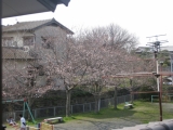 「福岡は、もう、春到来。」の画像