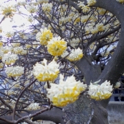 「なんの花だろう？」パチリで応募☆「小さい春見ぃつけた！」お花見グッズプレゼント！！の投稿画像
