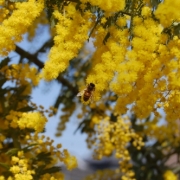 ミモザアカシアに蜂が。