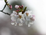 「開花宣言」の画像